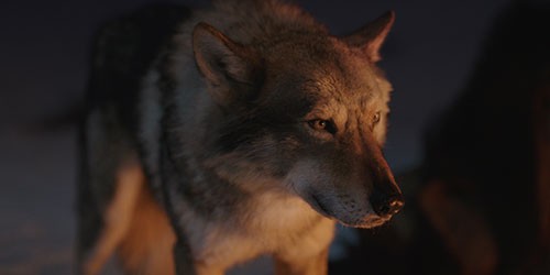 alpha_cover